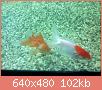         

:  052809231639_0.jpg
:  256
:  102,2 KB