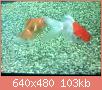         

:  052809231639_4.jpg
:  271
:  102,6 KB