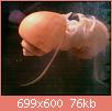         

:  apple snail 2.jpg
:  266
:  76,5 KB