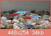         

:  09-Paracheirodon-innesi-long-fin_.jpg
:  643
:  33,8 KB