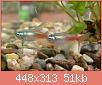         

:  10-paracheirodon-innesi-diamant-long-fin_.jpg
:  630
:  51,5 KB