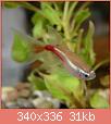         

:  12-Paracheirodon-innesi-gold-long-fin_.jpg
:  610
:  30,5 KB