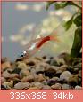         

:  13-paracheirodon-innesi-diamant-gold-long-fin_.jpg
:  564
:  34,4 KB