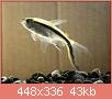         

:  14-Thayeria-bochlkey-long-fin_.jpg
:  566
:  43,3 KB