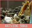         

:  18-Ancistrus-LDA-16-long-fin_.jpg
:  625
:  58,3 KB