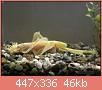         

:  20-Ancistrus-L-144-long-fin_.jpg
:  544
:  46,2 KB