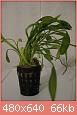         

:  SAGITTARIA PULSILLA 1.jpg
:  574
:  65,9 KB
