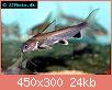         

:  shark-catfish-2.jpg
:  324
:  24,3 KB