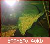         

:  0003.jpg
:  478
:  39,6 KB