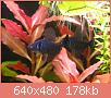         

:  Black phantom tetra 3.jpg
:  451
:  178,1 KB