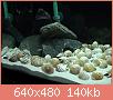         

:  DSC00003.JPG
:  297
:  139,6 KB