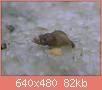         

:  SNAIL.jpg
:  521
:  81,9 KB