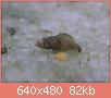         

:  SNAIL.jpg
:  285
:  81,9 KB