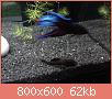         

:  IMG033.jpg
:  186
:  61,7 KB