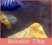         

:  26012010249.jpg
:  247
:  77,1 KB