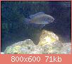         

:  26012010250.jpg
:  219
:  71,4 KB