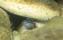 Melanochromis Cyaneorhabdos "Maingano" Attachment