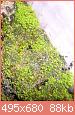         

:  fissidens splachnobryoides.jpg
:  2389
:  87,7 KB