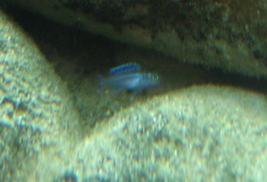 Melanochromis Cyaneorhabdos "Maingano" Attachment