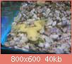         

:  ABCD0007.jpg
:  1181
:  39,8 KB