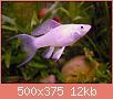         

:  poecilia%20sphenops%20...%20%282%29.jpg
:  407
:  12,3 KB