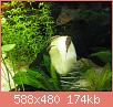         

:  otos_eating.jpg
:  349
:  174,2 KB