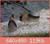         

:  c.adolfoi 1.jpg
:  824
:  118,9 KB
