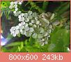         

:  IMG_1040.jpg
:  318
:  243,5 KB