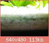         

:  algae2.jpg
:  296
:  112,8 KB