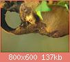         

:  DSC04058a.JPG
:  275
:  136,5 KB