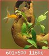         

:  DSC04039a.JPG
:  251
:  115,7 KB