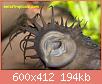         

:  Ancistrus sp Pucallpa male mouth.JPG
:  470
:  194,3 KB