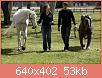         

:  huge-bull-mastiff-big-as-horse.jpg
:  448
:  53,1 KB