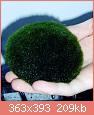         

:  mossball.jpg
:  212
:  208,7 KB