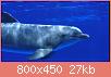         

:  IMGA0223.jpg
:  338
:  27,1 KB