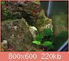         

:  img2099e.jpg
:  231
:  220,0 KB