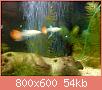         

:  DSC01931.jpg
:  539
:  54,5 KB