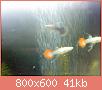         

:  DSC01934.jpg
:  450
:  40,7 KB