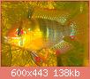         

:  DSCN1259.jpg
:  437
:  138,1 KB
