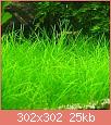         

:  eleocharis-acicularis.jpg
:  285
:  25,2 KB