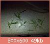         

:  100_0950.jpg
:  301
:  49,0 KB