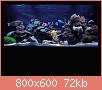         

:  reef3.JPG
:  554
:  71,5 KB