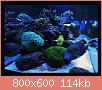         

:  reef6.JPG
:  539
:  114,5 KB