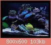         

:  reef7.JPG
:  502
:  102,7 KB