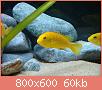         

:  DSC00753.jpg
:  287
:  59,5 KB