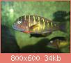         

:  fish 063.jpg
:  280
:  34,2 KB