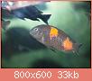         

:  fish 256.jpg
:  461
:  32,8 KB