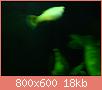         

:  DSC00926.jpg
:  335
:  17,9 KB