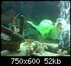         

:  aquarium 3.JPG
:  446
:  51,7 KB