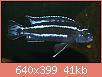         

:  Melanochromis maingano muzjak 4.jpg
:  411
:  40,5 KB